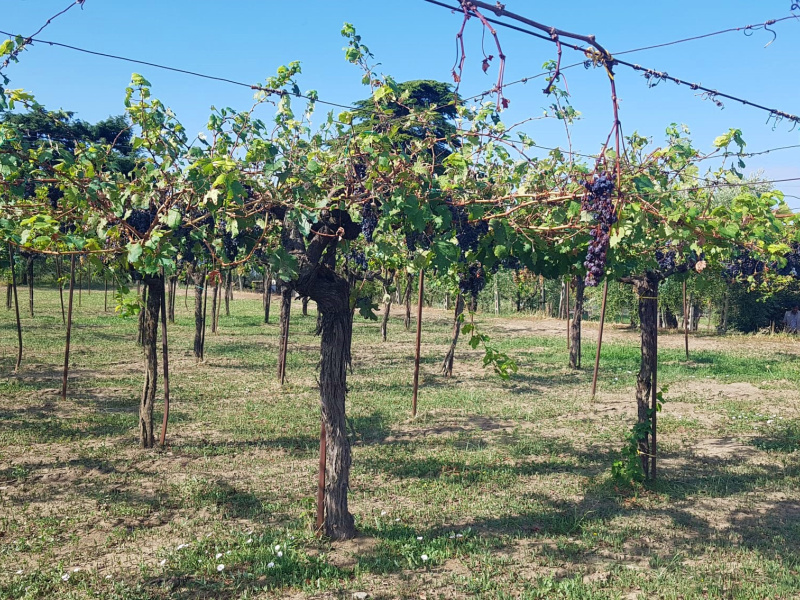 Tipologia Immobile: terreno agricolo Provincia: roma Comune: marino Località: spinabella Indirizzo: Via Coste di Costarotonda e Campofattore