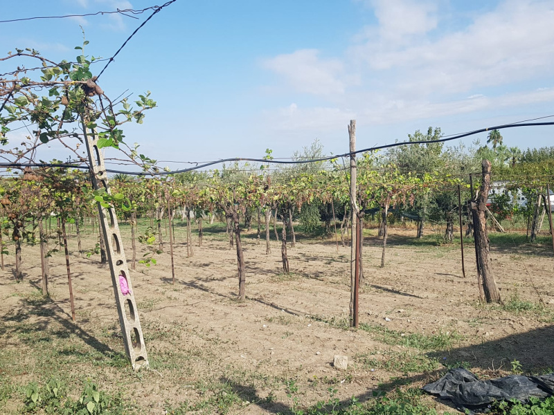 Tipologia Immobile: terreno agricolo Provincia: roma Comune: marino Località: spinabella Indirizzo: Via Coste di Costarotonda e Campofattore