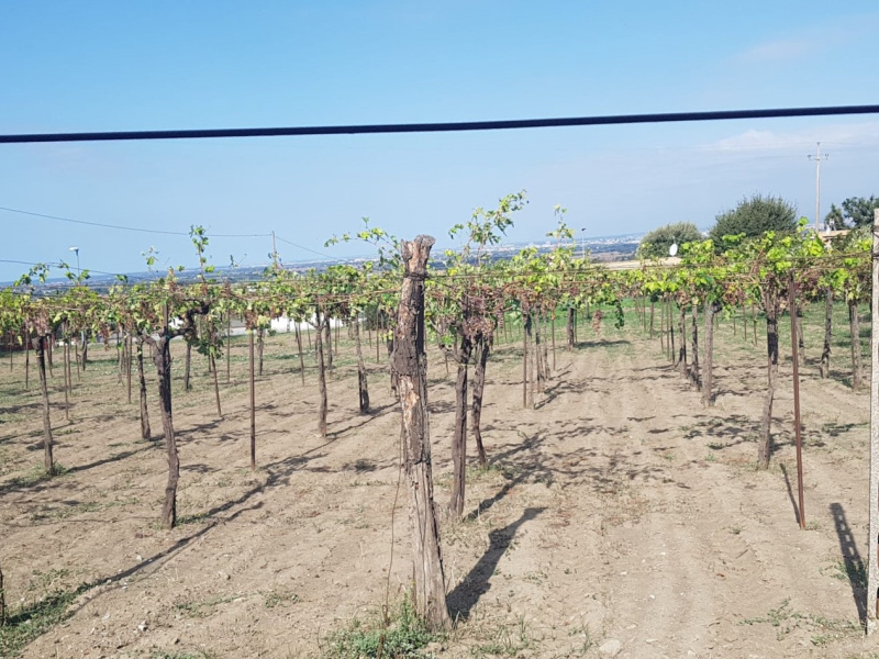 Tipologia Immobile: terreno agricolo Provincia: roma Comune: marino Località: spinabella Indirizzo: Via Coste di Costarotonda e Campofattore