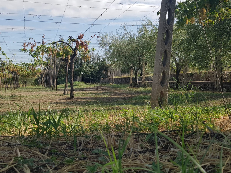 Tipologia Immobile: terreno agricolo Provincia: roma Comune: marino Località: spinabella Indirizzo: Via Coste di Costarotonda e Campofattore