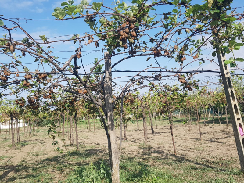 Tipologia Immobile: terreno agricolo Provincia: roma Comune: marino Località: spinabella Indirizzo: Via Coste di Costarotonda e Campofattore