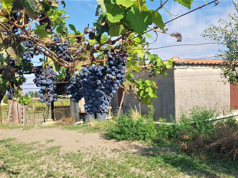 Tipologia Immobile: terreno agricolo Provincia: roma Comune: marino Località: spinabella Indirizzo: Via Coste di Costarotonda e Campofattore