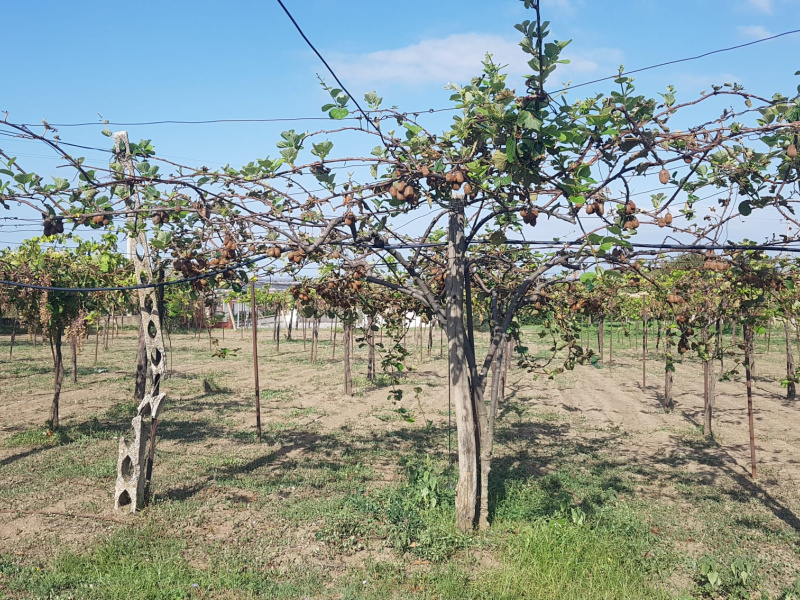 Tipologia Immobile: terreno agricolo Provincia: roma Comune: marino Località: spinabella Indirizzo: Via Coste di Costarotonda e Campofattore