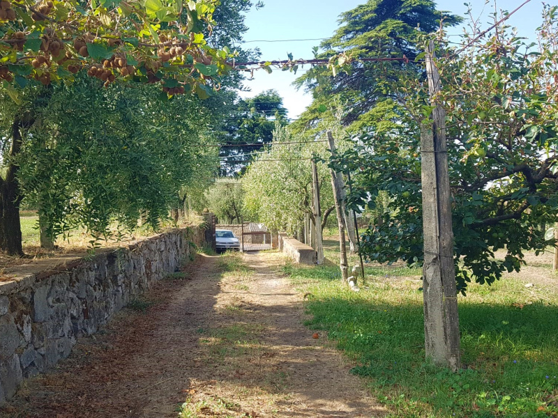 Tipologia Immobile: terreno agricolo Provincia: roma Comune: marino Località: spinabella Indirizzo: Via Coste di Costarotonda e Campofattore