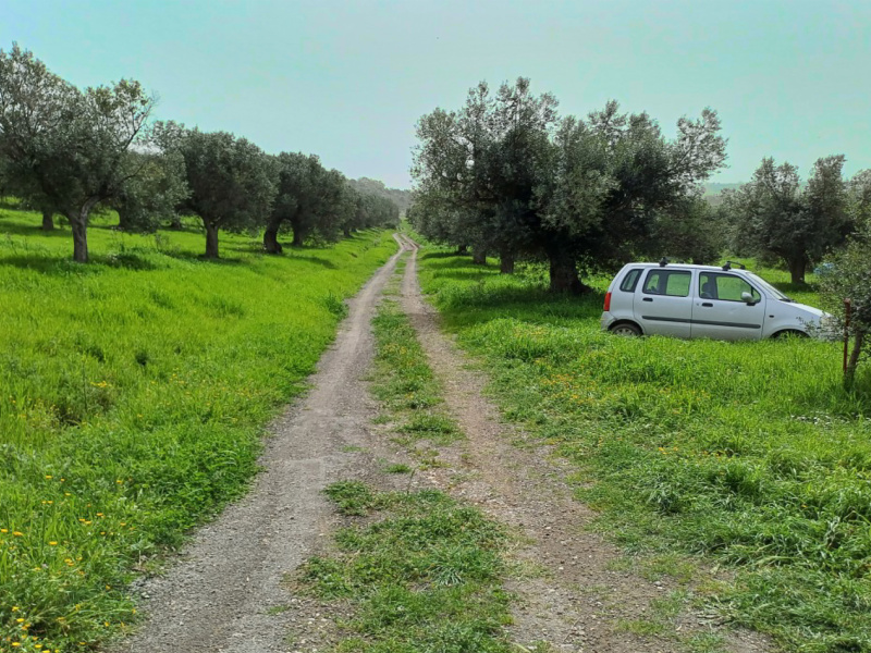 Tipologia Immobile: terreno agricolo Provincia: roma Comune: cerveteri Località: centro storico Indirizzo: Via Casale dell'Oliveto