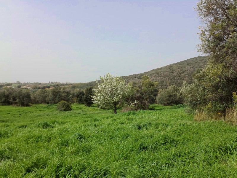 Tipologia Immobile: terreno agricolo Provincia: roma Comune: cerveteri Località: centro storico Indirizzo: Via Casale dell'Oliveto