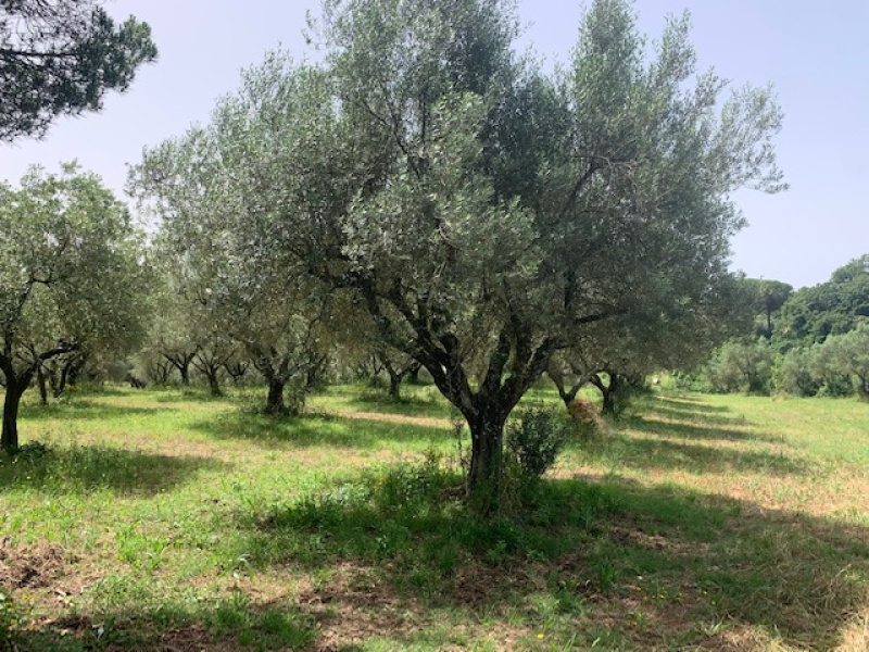 Tipologia Immobile: terreno agricolo Provincia: roma Comune: canale monterano Località:  Indirizzo: Via Poggio Lupino