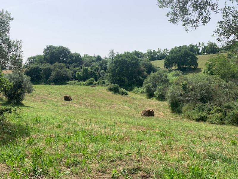 Tipologia Immobile: terreno agricolo Provincia: roma Comune: canale monterano Località:  Indirizzo: Via Poggio Lupino