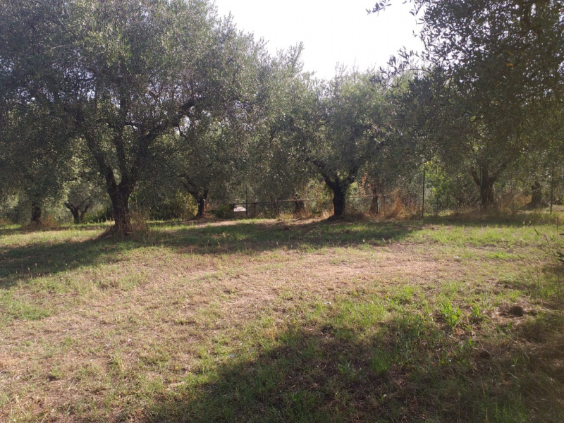 Tipologia Immobile: terreno agricolo Provincia: roma Comune: fonte nuova Località: tor lupara Indirizzo: Via XII Apostoli