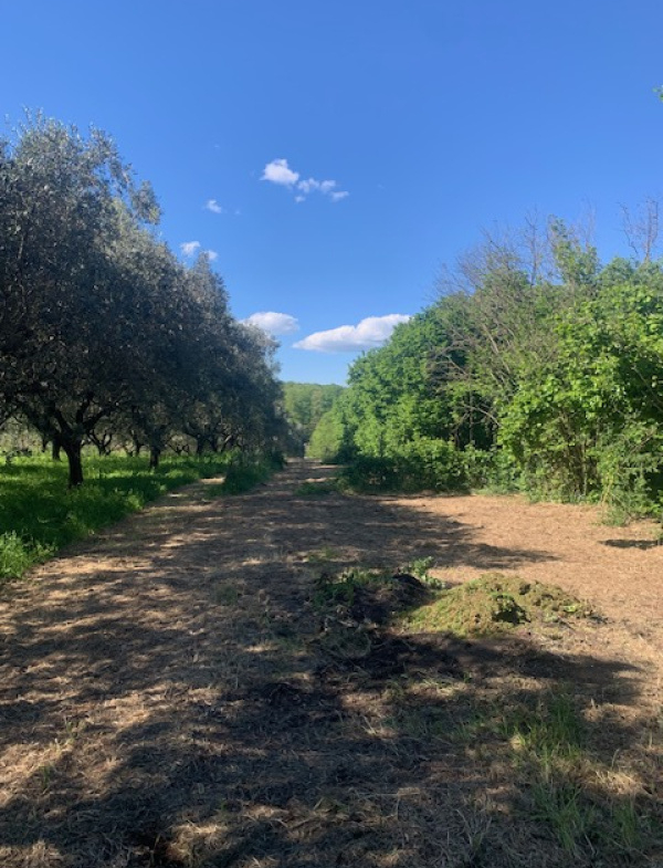 Tipologia Immobile: terreno agricolo Provincia: roma Comune: manziana Località:  Indirizzo: Via delle Ginestre