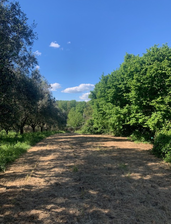 Tipologia Immobile: terreno agricolo Provincia: roma Comune: manziana Località:  Indirizzo: Via delle Ginestre