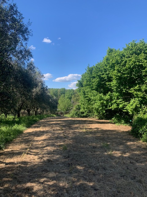 Tipologia Immobile: terreno agricolo Provincia: roma Comune: manziana Località:  Indirizzo: Via delle Ginestre