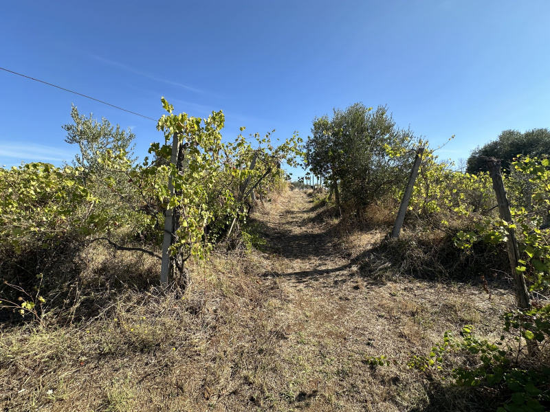 Tipologia Immobile: terreno agricolo Provincia: roma Comune: lanuvio Località:  Indirizzo: Via Scassati