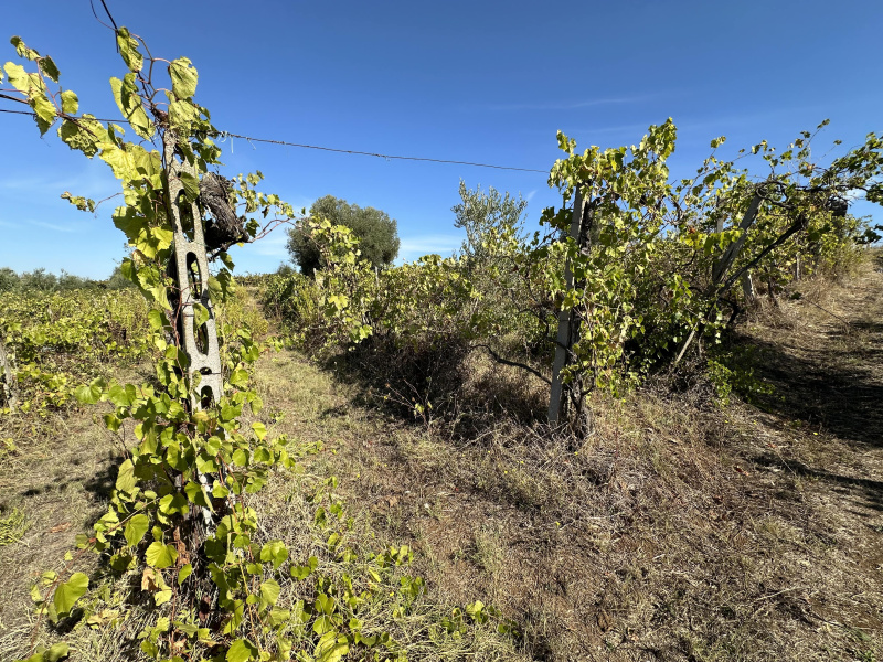 Tipologia Immobile: terreno agricolo Provincia: roma Comune: lanuvio Località:  Indirizzo: Via Scassati