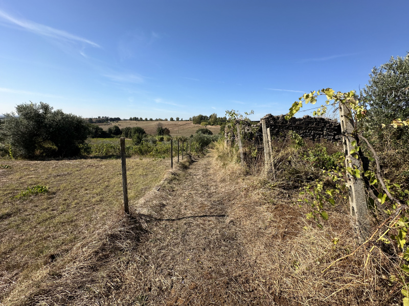 Tipologia Immobile: terreno agricolo Provincia: roma Comune: lanuvio Località:  Indirizzo: Via Scassati