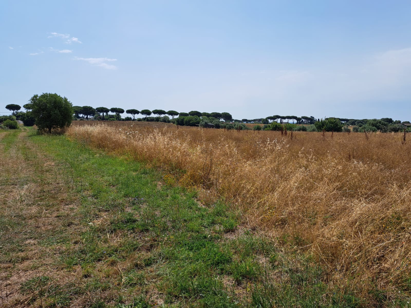 Tipologia Immobile: terreno agricolo Provincia: roma Comune: anguillara sabazia Località:  Indirizzo: Via Casal Sant'Angelo