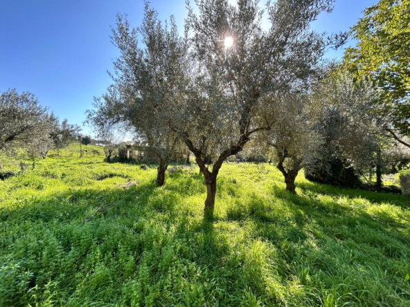 Tipologia Immobile: terreno agricolo Provincia: roma Comune: ariccia Località:  Indirizzo: Via delle Grotte