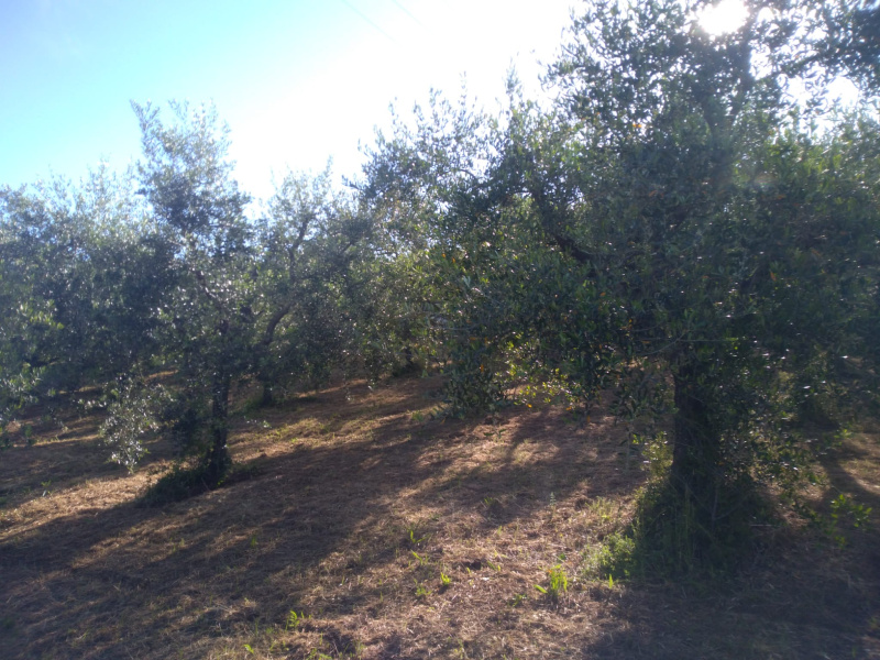 Tipologia Immobile: terreno agricolo Provincia: roma Comune: lanuvio Località:  Indirizzo: Via del Basso