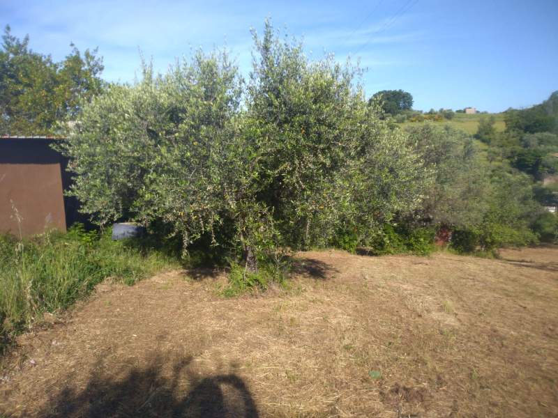 Tipologia Immobile: terreno agricolo Provincia: roma Comune: lanuvio Località:  Indirizzo: Via del Basso