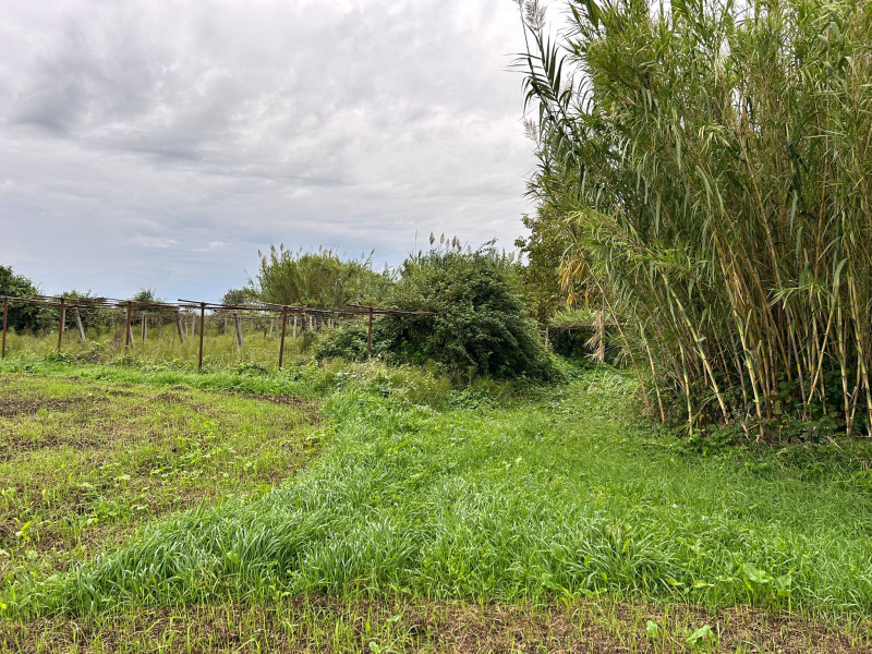 Tipologia Immobile: terreno agricolo Provincia: roma Comune: marino Località: castelluccia Indirizzo: Marino Laziale